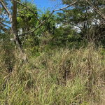 First image of Smithfield, Savanna la ma in SAVANNA LA MAR, Westmoreland, Jamaica - property is For Sale