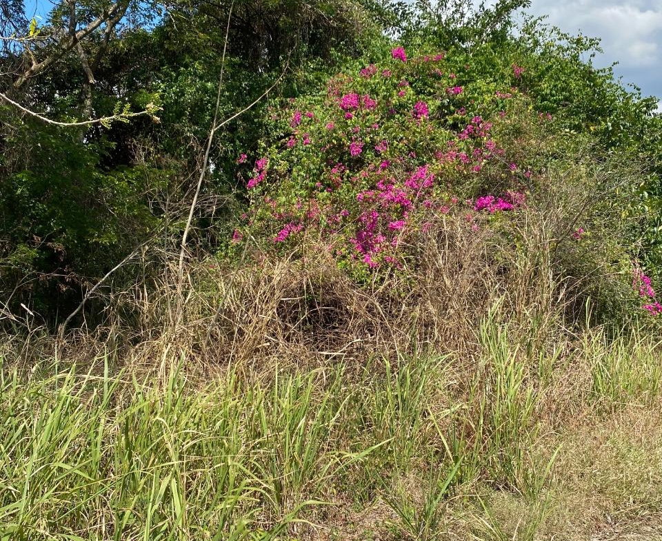Seventh image of Smithfield, Savanna la ma in SAVANNA LA MAR, Westmoreland, Jamaica - property is For Sale