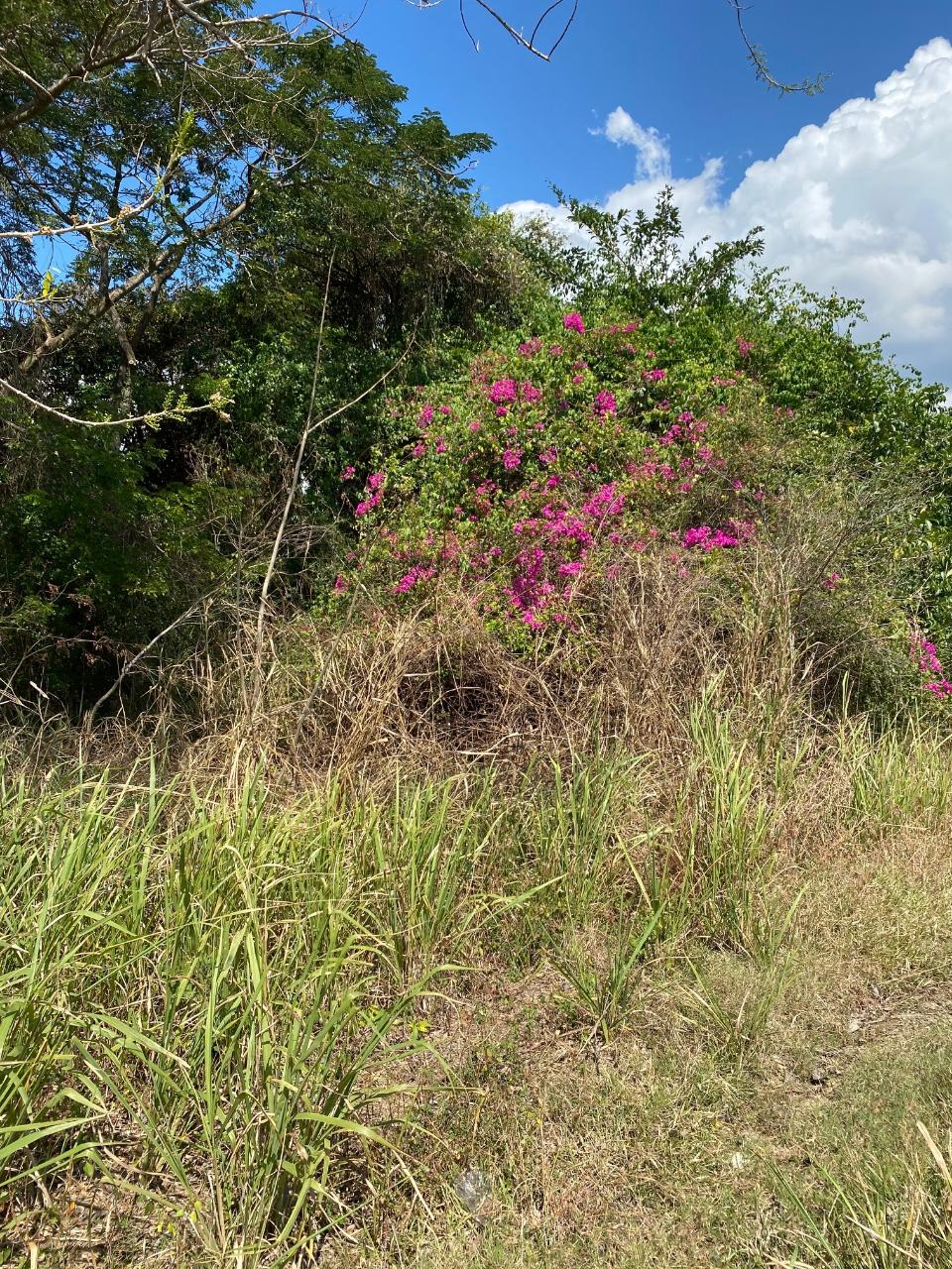 Seventh image of Smithfield, Savanna la ma in SAVANNA LA MAR, Westmoreland, Jamaica - property is For Sale