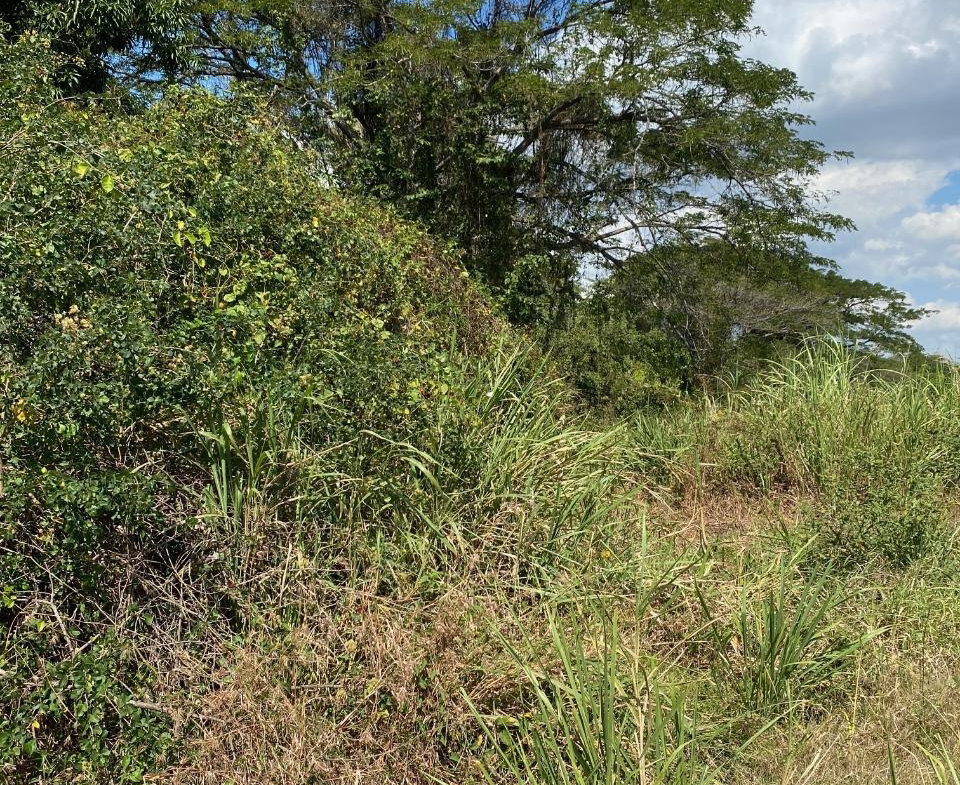 Eighth image of Smithfield, Savanna la ma in SAVANNA LA MAR, Westmoreland, Jamaica - property is For Sale
