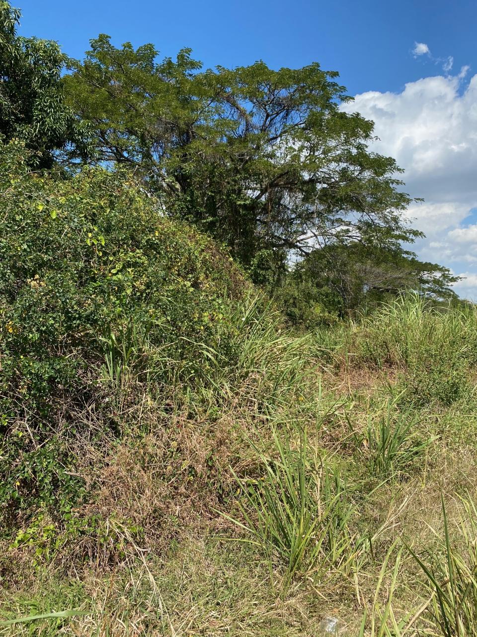Eighth image of Smithfield, Savanna la ma in SAVANNA LA MAR, Westmoreland, Jamaica - property is For Sale