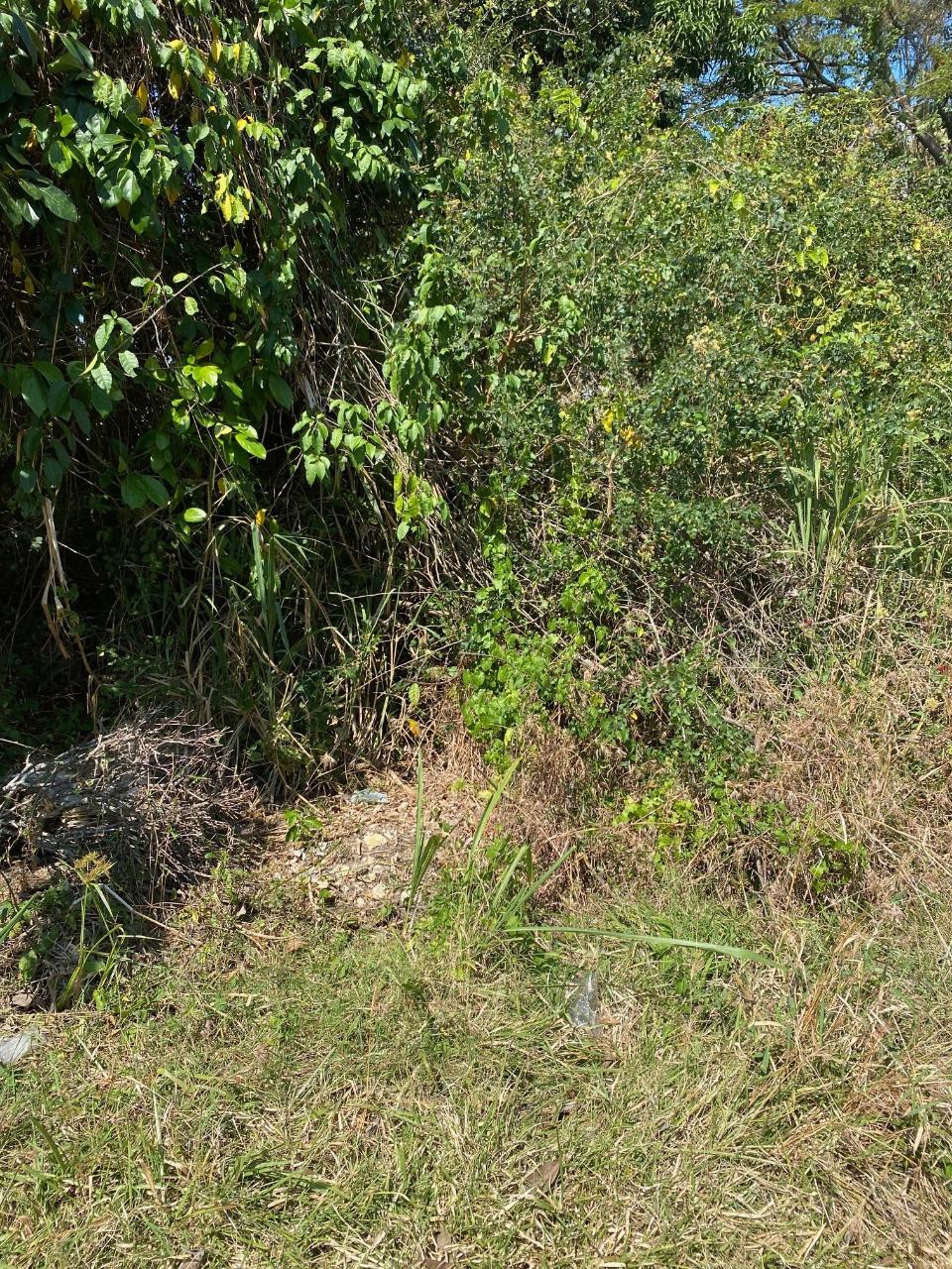 Ninth image of Smithfield, Savanna la ma in SAVANNA LA MAR, Westmoreland, Jamaica - property is For Sale