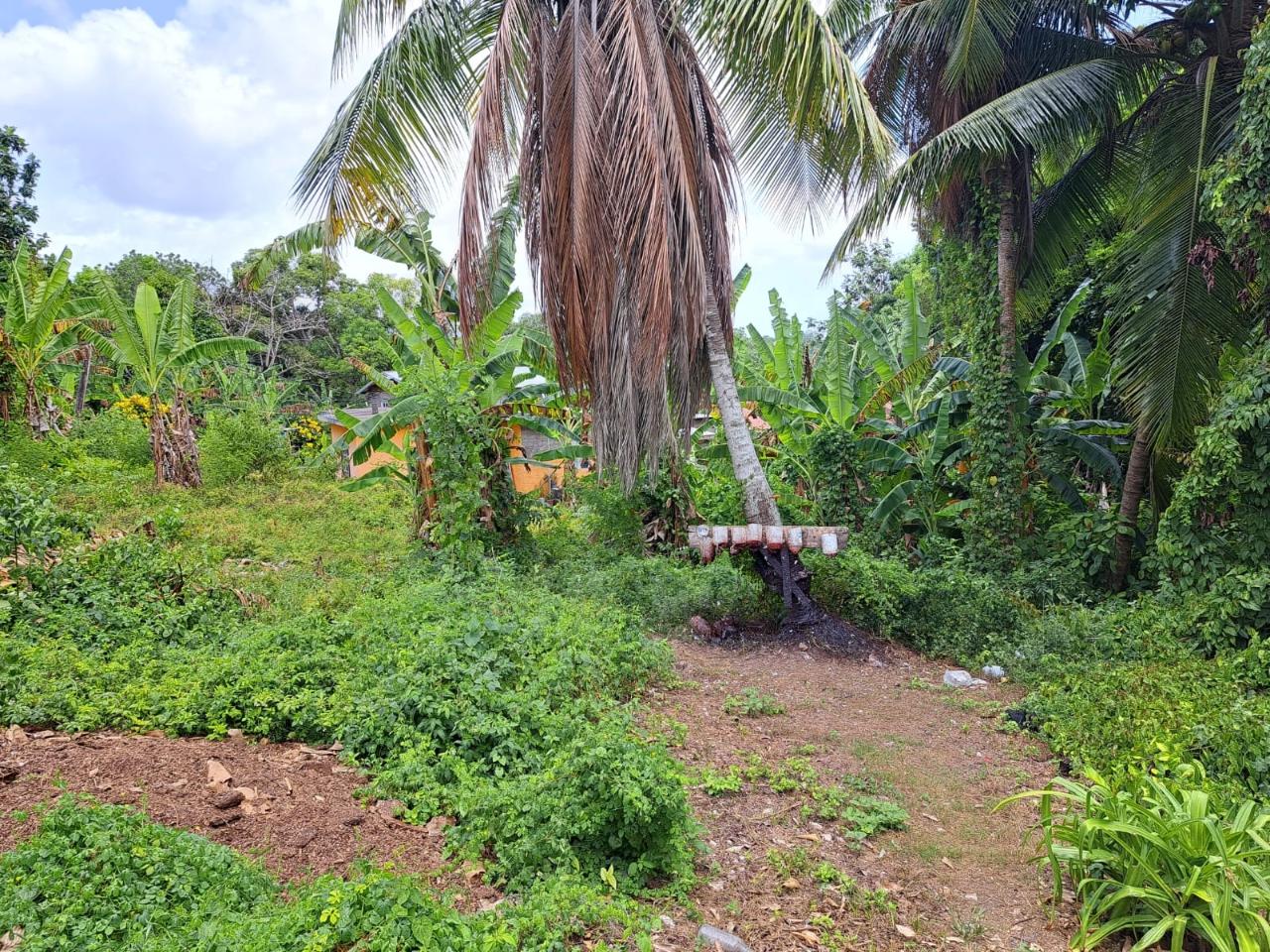 Second image of Lodge, Mile End in Lodge, St. Ann, Jamaica - property is For Sale