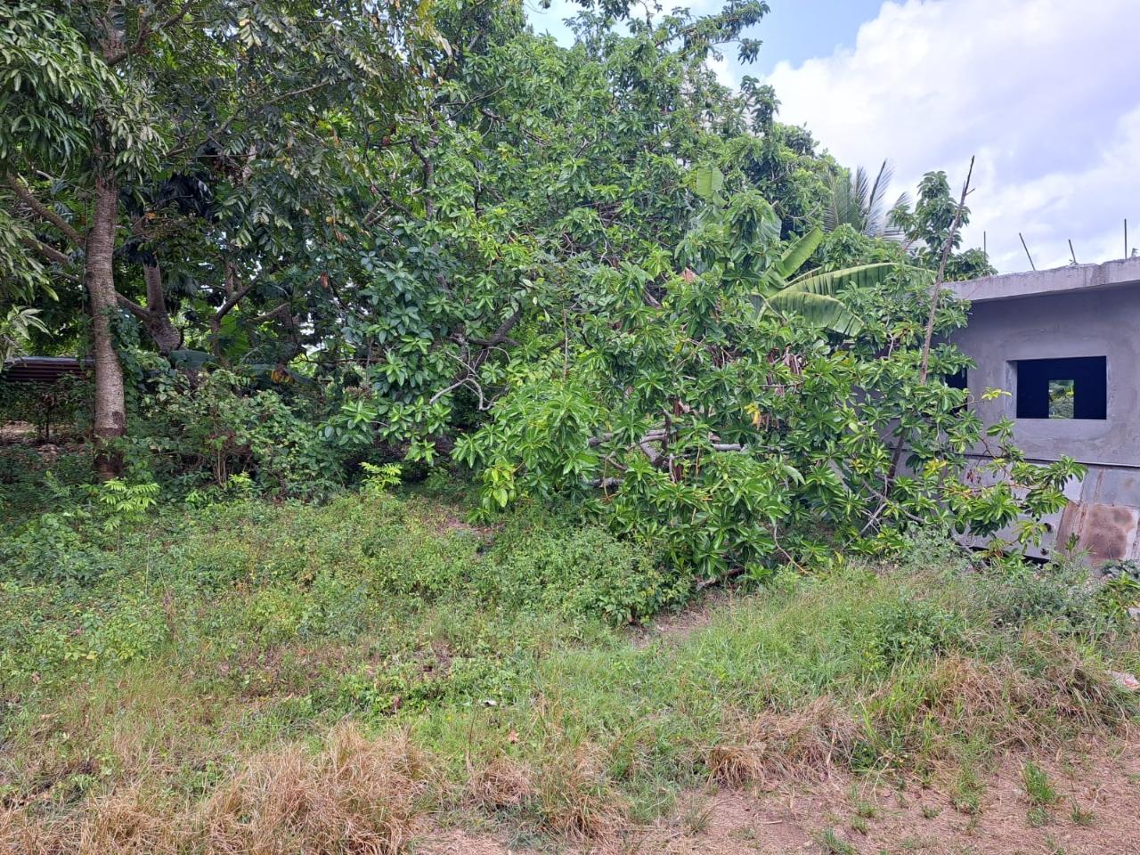 Third image of Lodge, Mile End in Lodge, St. Ann, Jamaica - property is For Sale