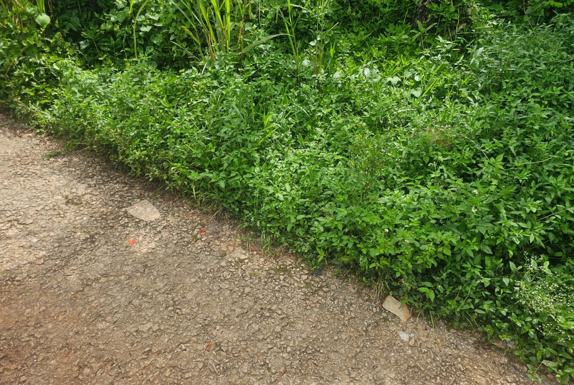 Fifth image of Lot 3 Ingleside Drive in Browns Town, St. Ann, Jamaica - property is For Sale