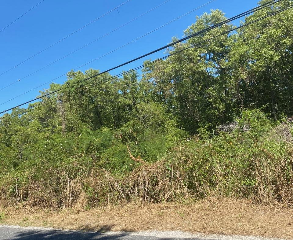Fourth image of 100 Parottee in Black River, St. Elizabeth, Jamaica - property is For Sale