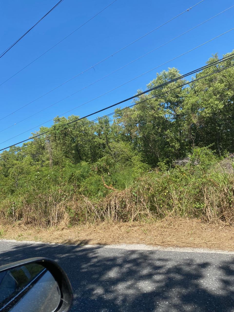 Fourth image of 100 Parottee in Black River, St. Elizabeth, Jamaica - property is For Sale