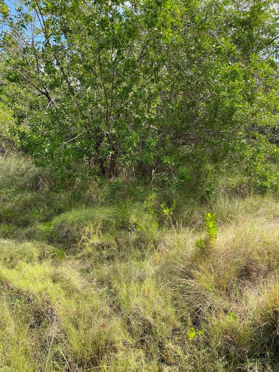 Fifth image of 100 Parottee in Black River, St. Elizabeth, Jamaica - property is For Sale