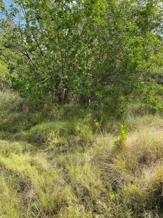 Fifth image of 100 Parottee in Black River, St. Elizabeth, Jamaica - property is For Sale