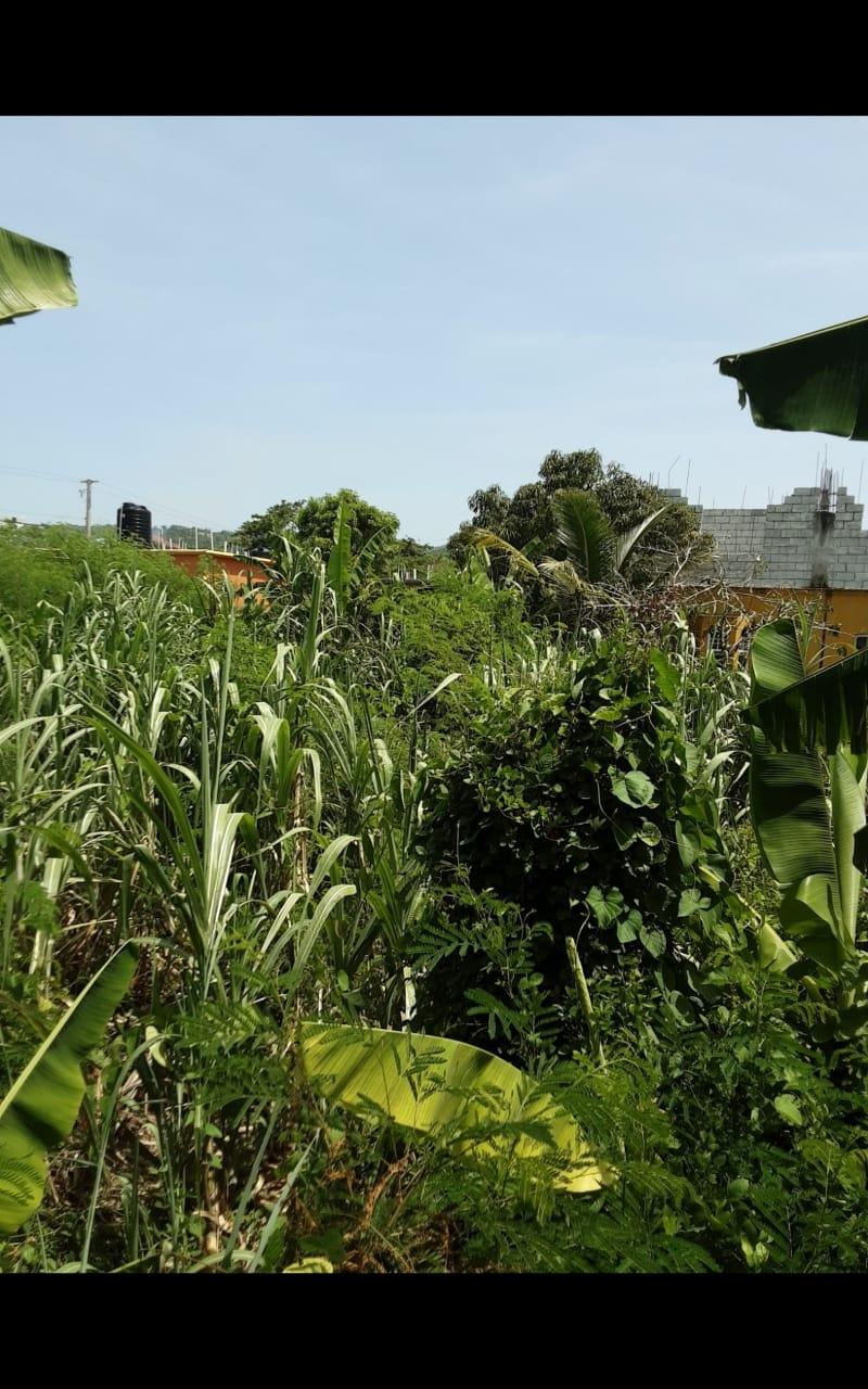 Eleventh image of Lot 678 Luana Pen Black r in Black River, St. Elizabeth, Jamaica - property is For Sale