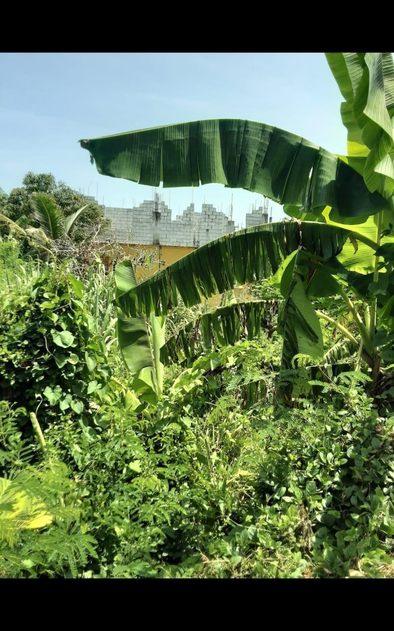 Twelfth image of Lot 678 Luana Pen Black r in Black River, St. Elizabeth, Jamaica - property is For Sale