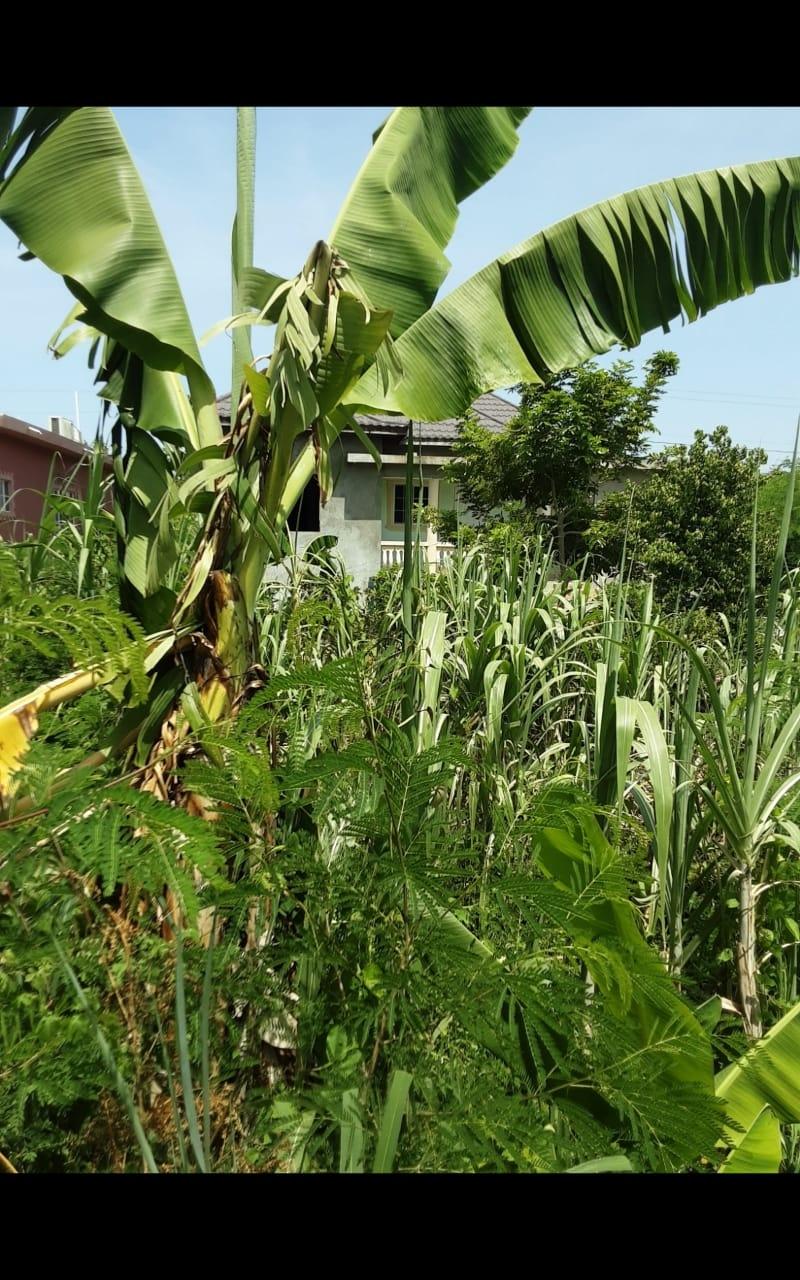 Thirteenth image of Lot 678 Luana Pen Black r in Black River, St. Elizabeth, Jamaica - property is For Sale