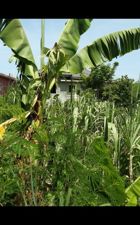 Thirteenth image of Lot 678 Luana Pen Black r in Black River, St. Elizabeth, Jamaica - property is For Sale