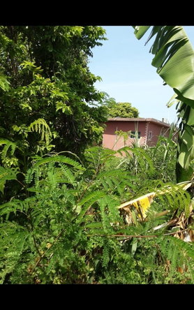 Fourteenth image of Lot 678 Luana Pen Black r in Black River, St. Elizabeth, Jamaica - property is For Sale