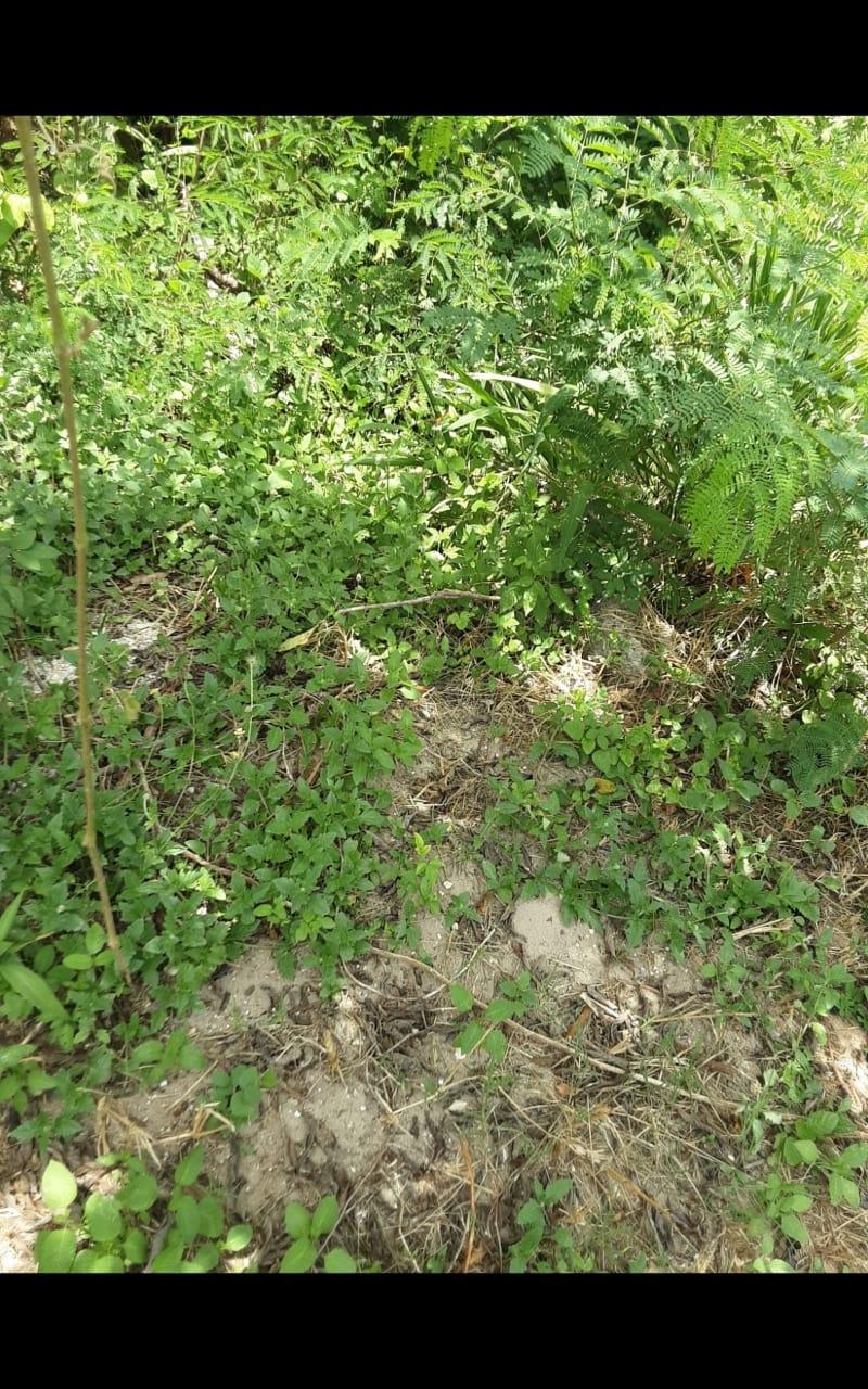 Fifteenth image of Lot 678 Luana Pen Black r in Black River, St. Elizabeth, Jamaica - property is For Sale