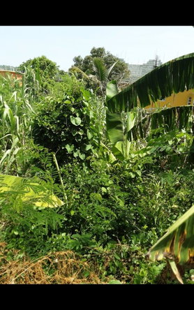 Sixteenth image of Lot 678 Luana Pen Black r in Black River, St. Elizabeth, Jamaica - property is For Sale