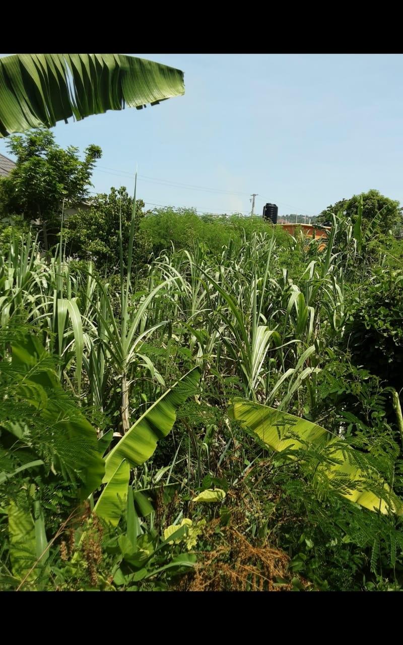 Seventeenth image of Lot 678 Luana Pen Black r in Black River, St. Elizabeth, Jamaica - property is For Sale