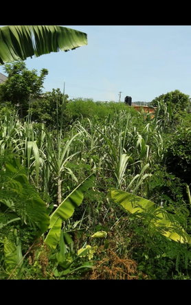 Seventeenth image of Lot 678 Luana Pen Black r in Black River, St. Elizabeth, Jamaica - property is For Sale