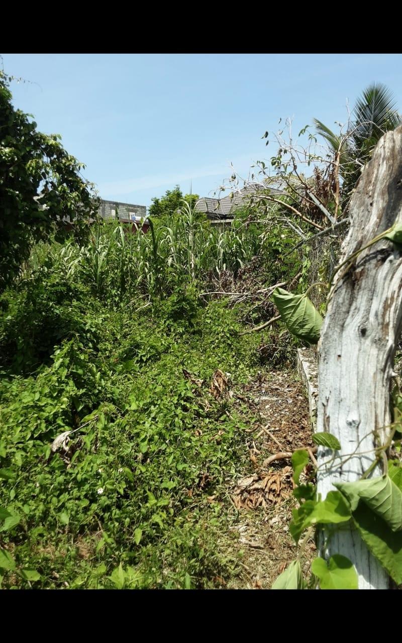 Fifth image of Lot 678 Luana Pen Black r in Black River, St. Elizabeth, Jamaica - property is For Sale