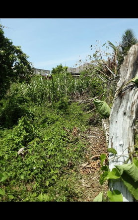 Fifth image of Lot 678 Luana Pen Black r in Black River, St. Elizabeth, Jamaica - property is For Sale