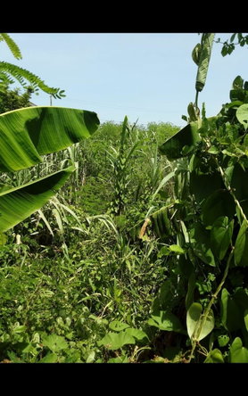 Ninth image of Lot 678 Luana Pen Black r in Black River, St. Elizabeth, Jamaica - property is For Sale