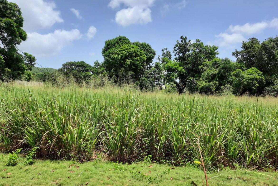 Second image of Bull Savannah in Junction, St. Elizabeth, Jamaica - property is For Sale
