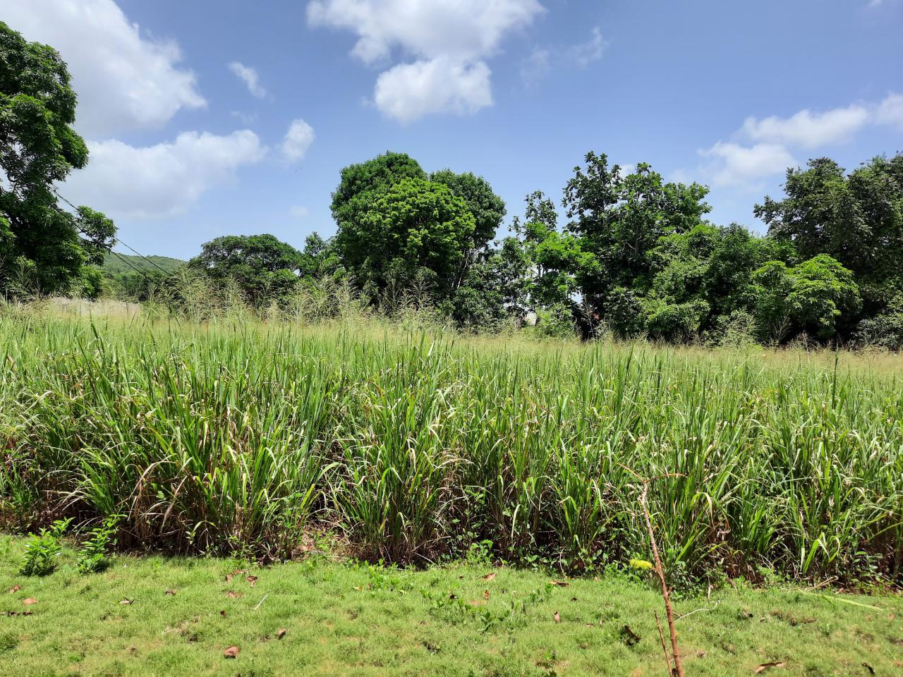 Second image of Bull Savannah in Junction, St. Elizabeth, Jamaica - property is For Sale