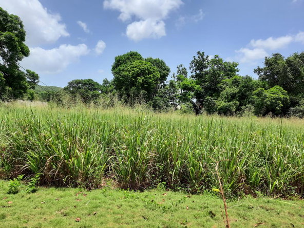 Second image of Bull Savannah in Junction, St. Elizabeth, Jamaica - property is For Sale