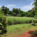 First image of Bull Savannah in Junction, St. Elizabeth, Jamaica - property is For Sale