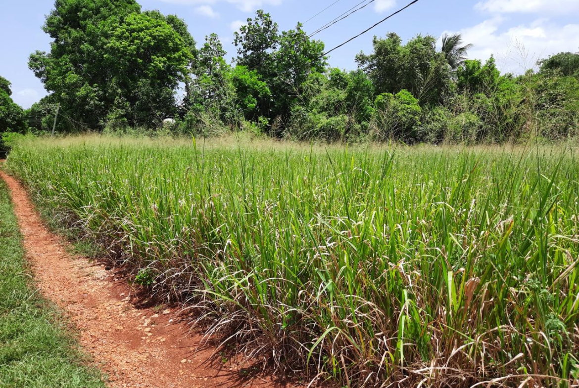 Third image of Bull Savannah in Junction, St. Elizabeth, Jamaica - property is For Sale