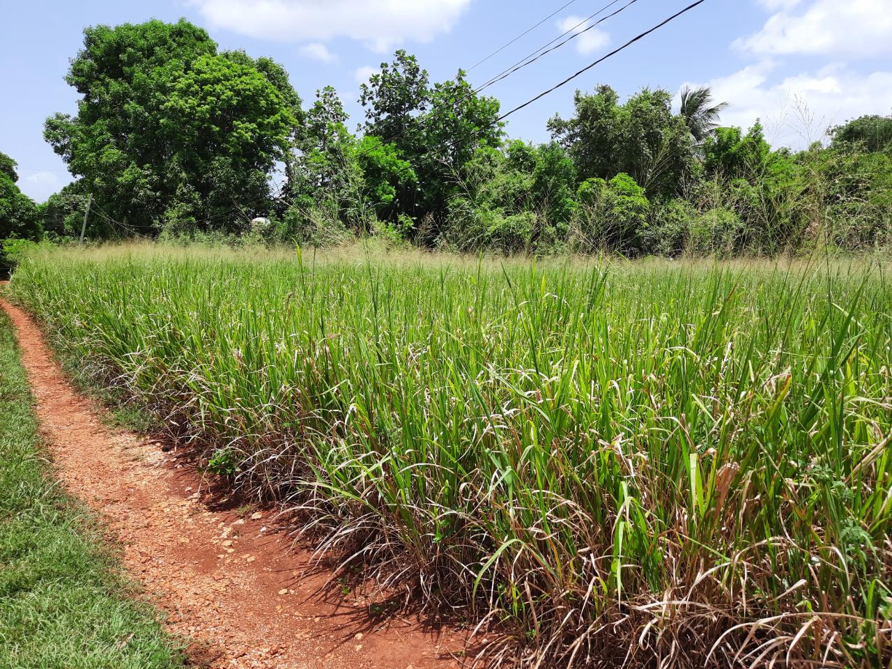 Third image of Bull Savannah in Junction, St. Elizabeth, Jamaica - property is For Sale