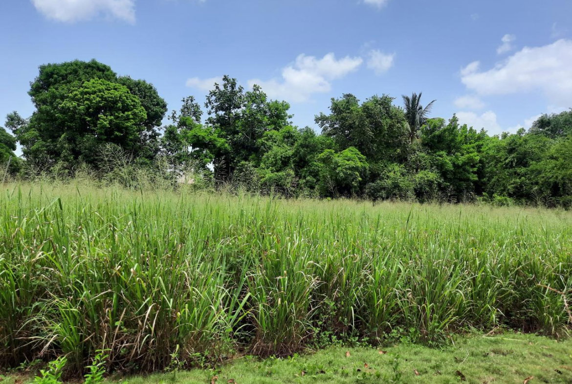 Fourth image of Bull Savannah in Junction, St. Elizabeth, Jamaica - property is For Sale