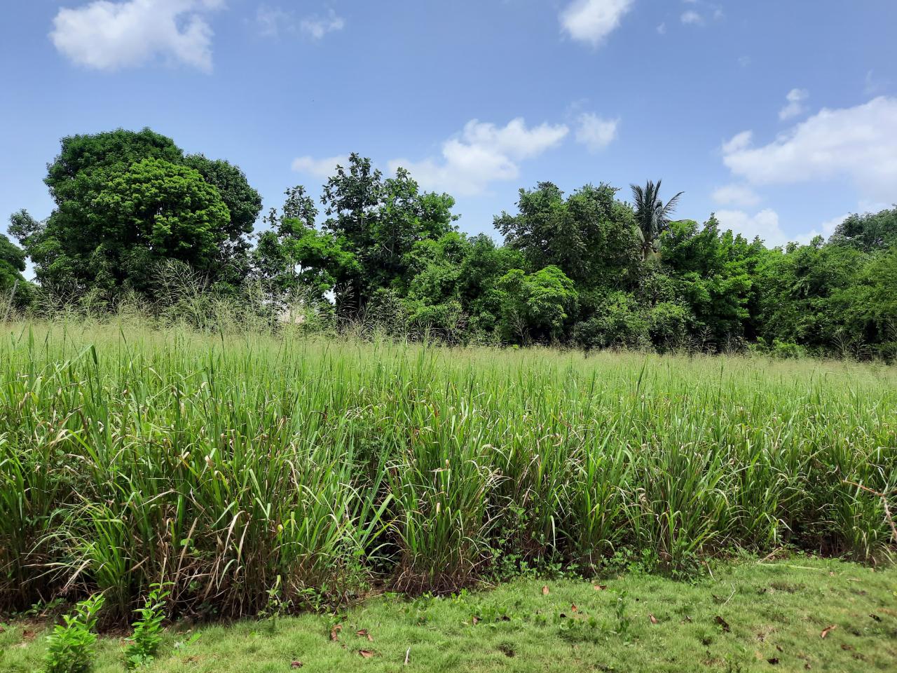 Fourth image of Bull Savannah in Junction, St. Elizabeth, Jamaica - property is For Sale