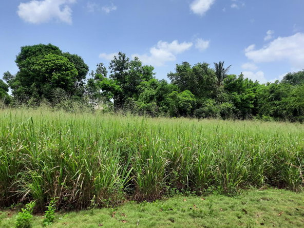 Fourth image of Bull Savannah in Junction, St. Elizabeth, Jamaica - property is For Sale