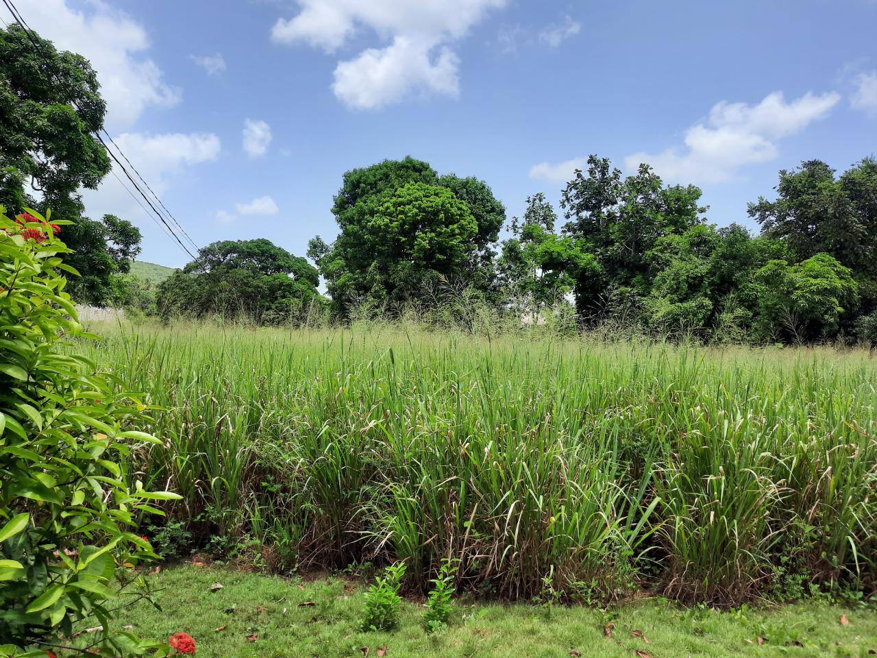 Fifth image of Bull Savannah in Junction, St. Elizabeth, Jamaica - property is For Sale