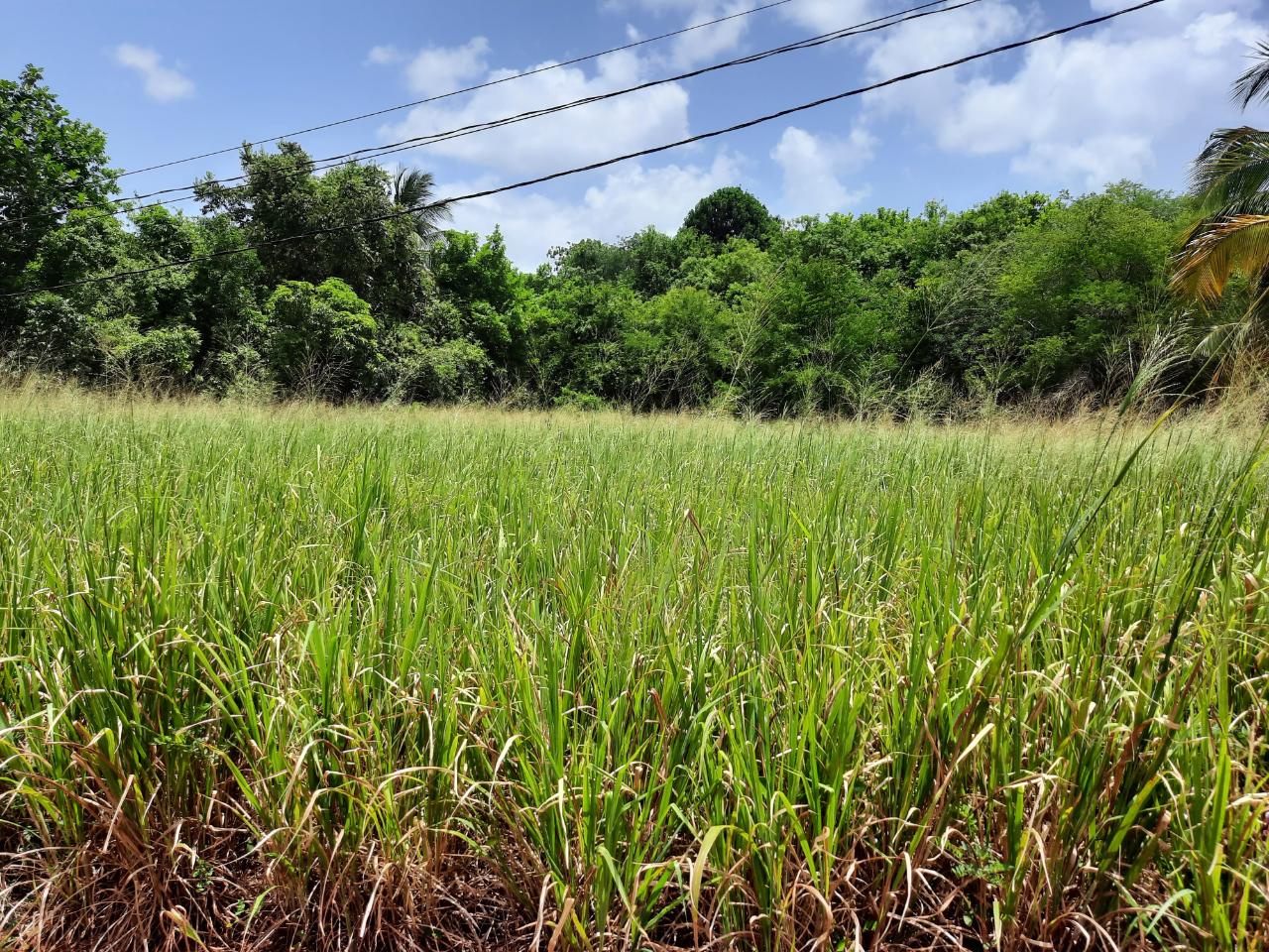 Sixth image of Bull Savannah in Junction, St. Elizabeth, Jamaica - property is For Sale