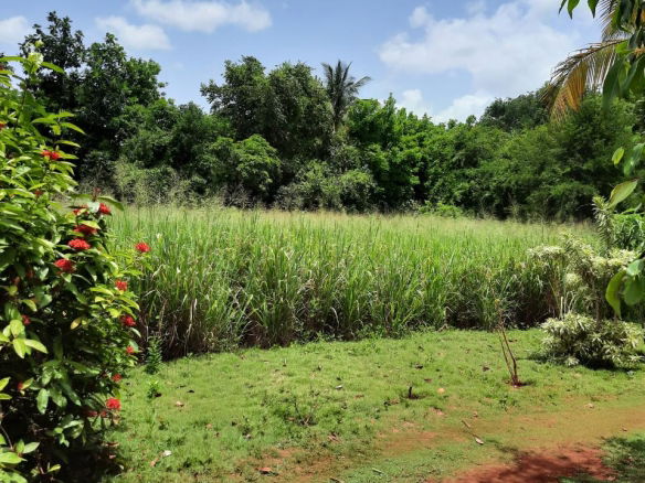 First image of Bull Savannah in Junction, St. Elizabeth, Jamaica - property is For Sale