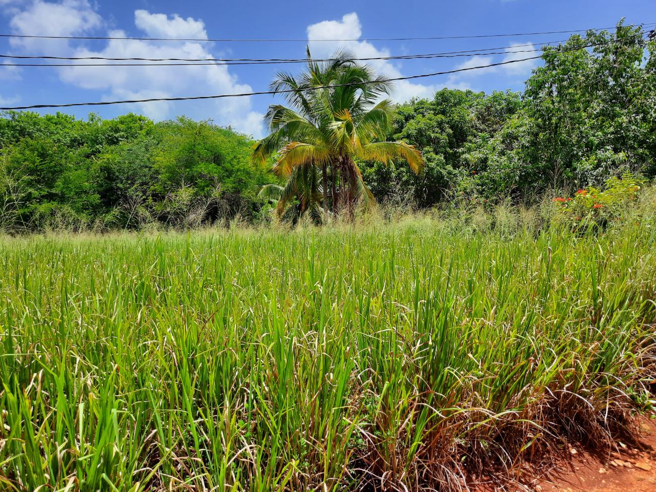Seventh image of Bull Savannah in Junction, St. Elizabeth, Jamaica - property is For Sale