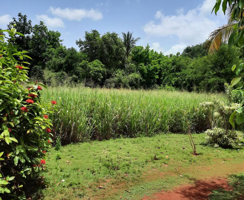 First image of Bull Savannah in Junction, St. Elizabeth, Jamaica - property is For Sale