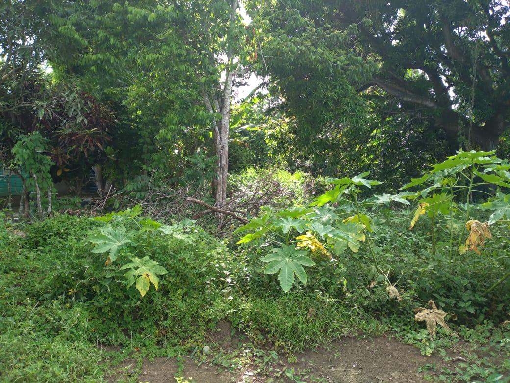 Second image of Lot-50 Danvers Pen in Danvers Pen, St. Thomas, Jamaica - property is For Sale
