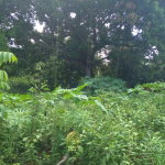 First image of Lot-50 Danvers Pen in Danvers Pen, St. Thomas, Jamaica - property is For Sale