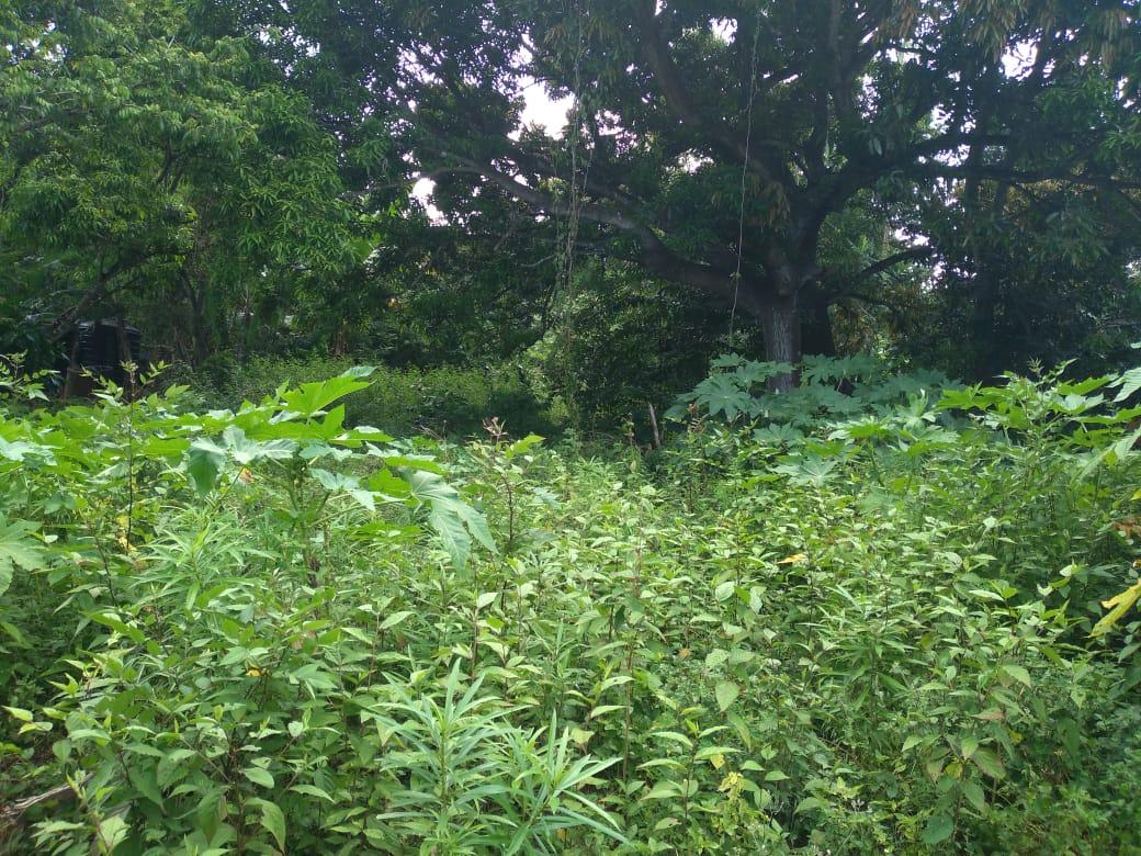 Third image of Lot-50 Danvers Pen in Danvers Pen, St. Thomas, Jamaica - property is For Sale