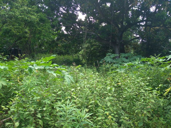 Third image of Lot-50 Danvers Pen in Danvers Pen, St. Thomas, Jamaica - property is For Sale