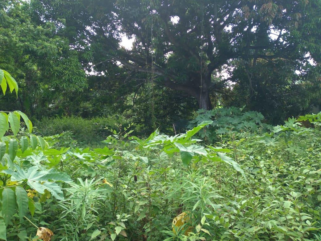 Fourth image of Lot-50 Danvers Pen in Danvers Pen, St. Thomas, Jamaica - property is For Sale