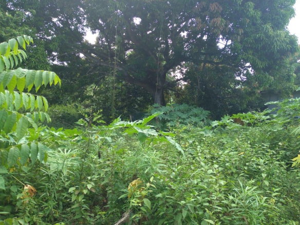 First image of Lot-50 Danvers Pen in Danvers Pen, St. Thomas, Jamaica - property is For Sale