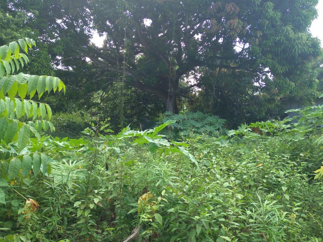 First image of Lot-50 Danvers Pen in Danvers Pen, St. Thomas, Jamaica - property is For Sale