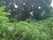 First image of Lot-50 Danvers Pen in Danvers Pen, St. Thomas, Jamaica - property is For Sale