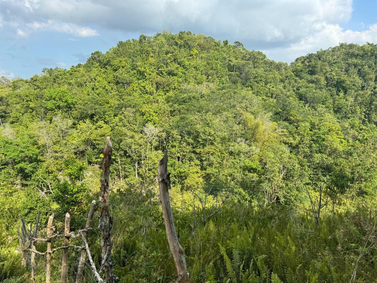 Eleventh image of Success, Golden Grove in Success, Hanover, Jamaica - property is For Sale