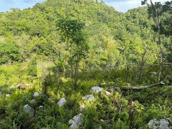 Thirteenth image of Success, Golden Grove in Success, Hanover, Jamaica - property is For Sale