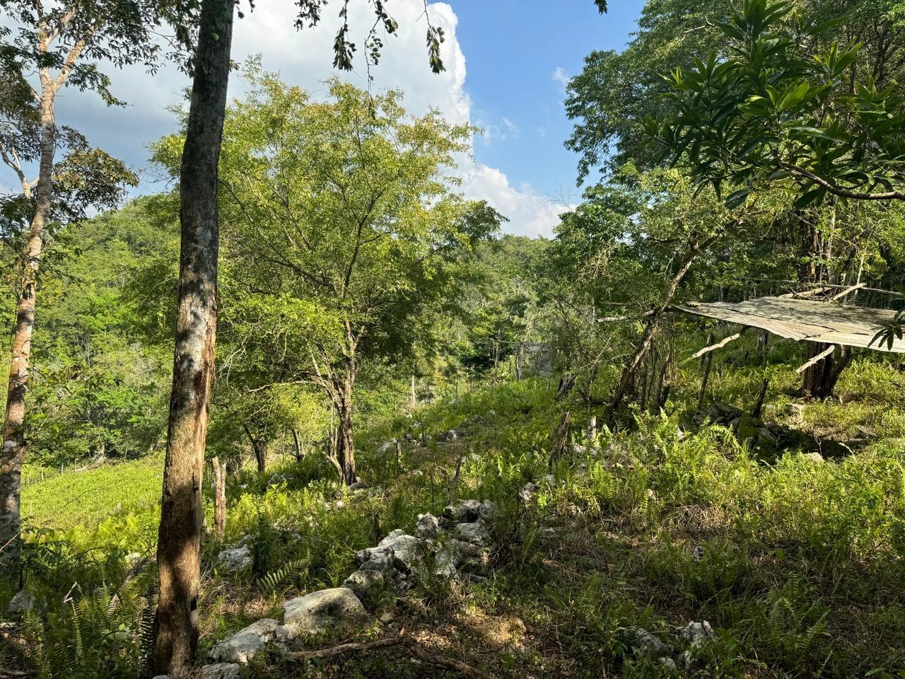 Fifteenth image of Success, Golden Grove in Success, Hanover, Jamaica - property is For Sale